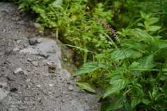 Pennisetum orientale